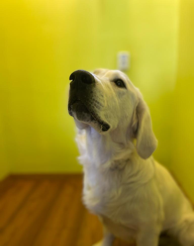 Golden Retriever cu pedigree