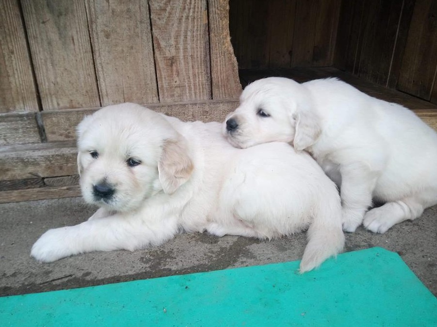 Golden Retriever de vanzare