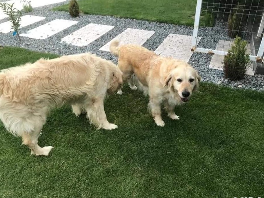 Golden Retriever de vanzare