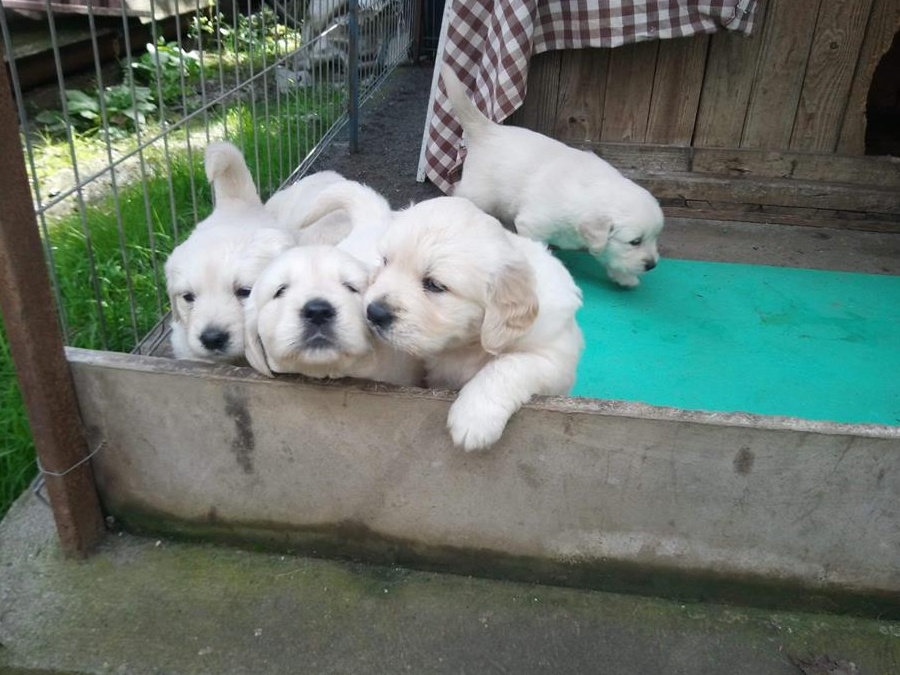 Golden Retriever de vanzare