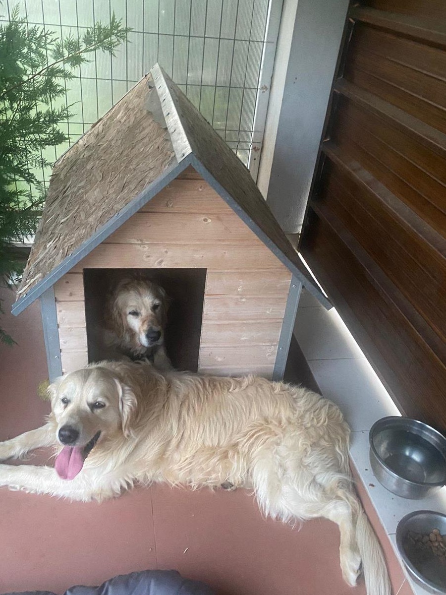 Golden Retriever de vanzare