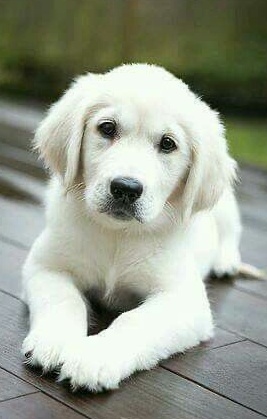 Golden Retriever potriviti pentru UE sau UK