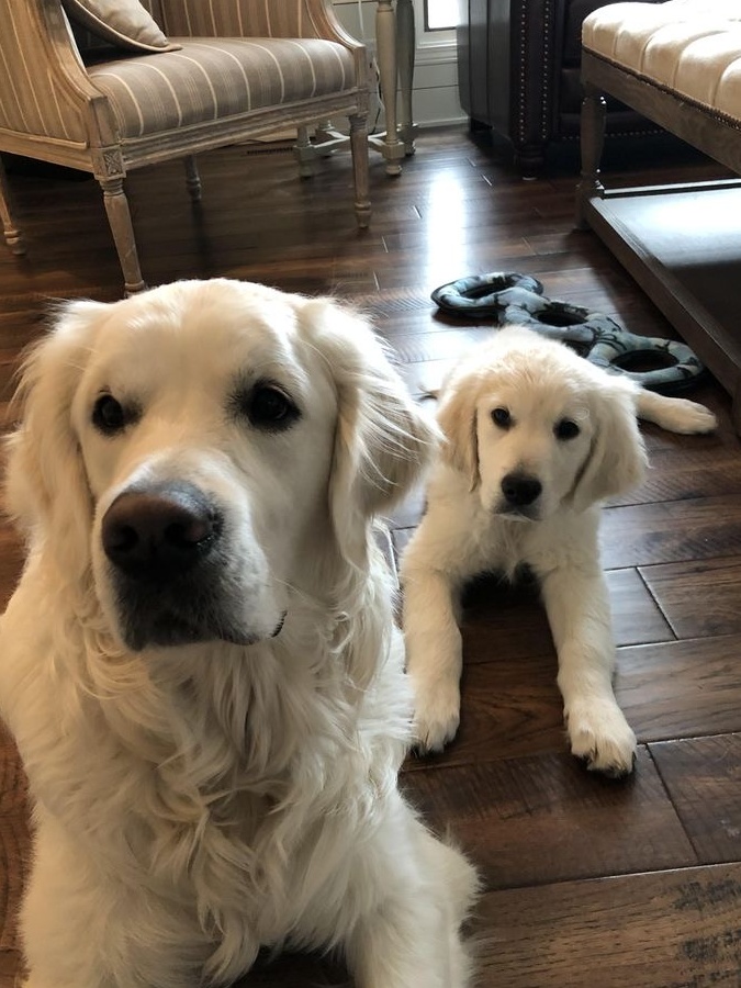 Golden Retriever potriviti pentru UE sau UK