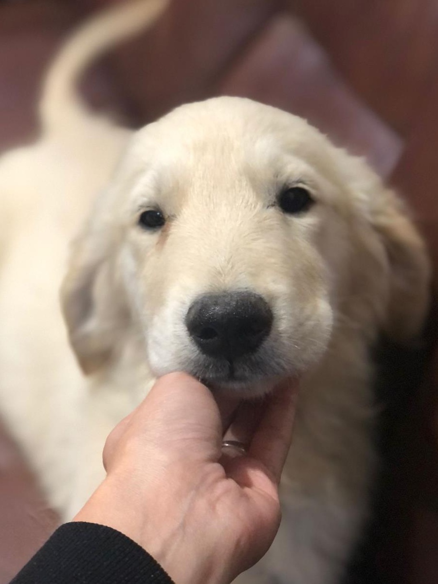 Golden Retriever potriviti pentru UE sau UK
