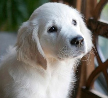 Golden Retriever potriviti pentru UE sau UK