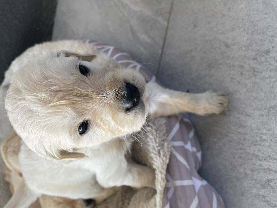 Golden retriever superbi