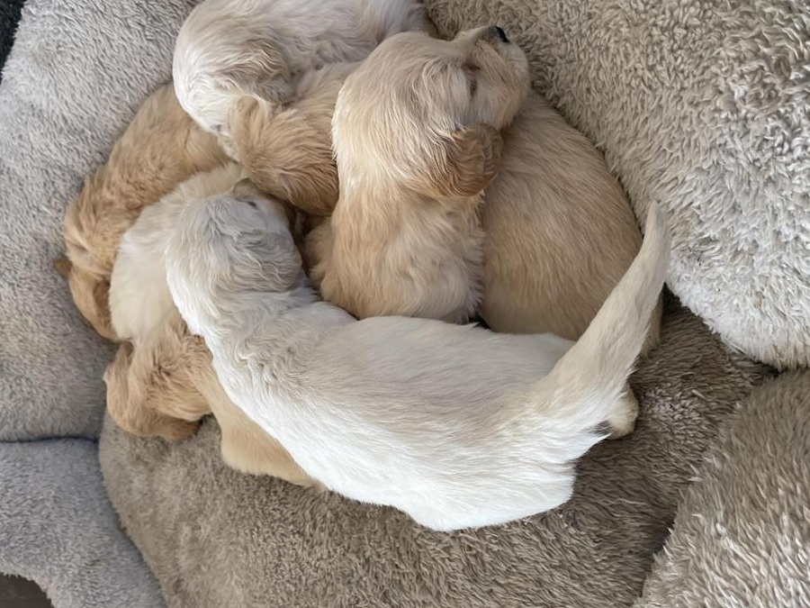 Golden retriever superbi