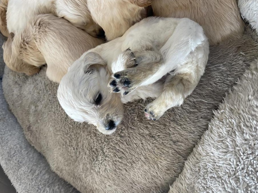 Golden retriever superbi