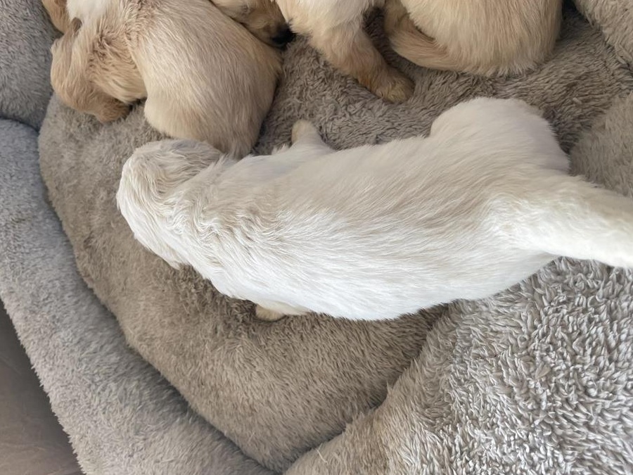 Golden retriever superbi