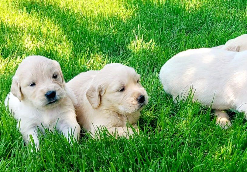 Golden Retriever,cu/fara Pedigree,Canisa!