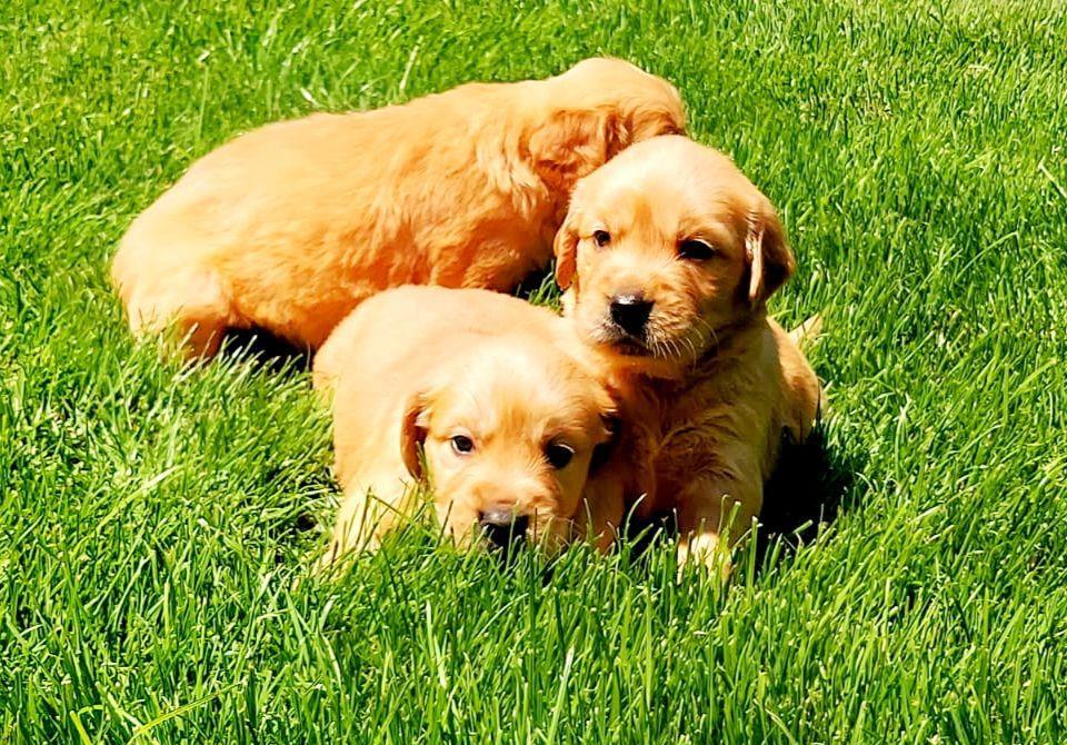 Golden Retriever,cu/fara Pedigree,Canisa!