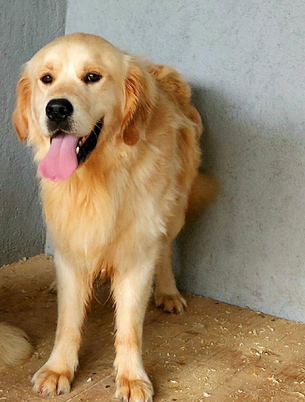 Golden Retriever,cu/fara Pedigree,Canisa!