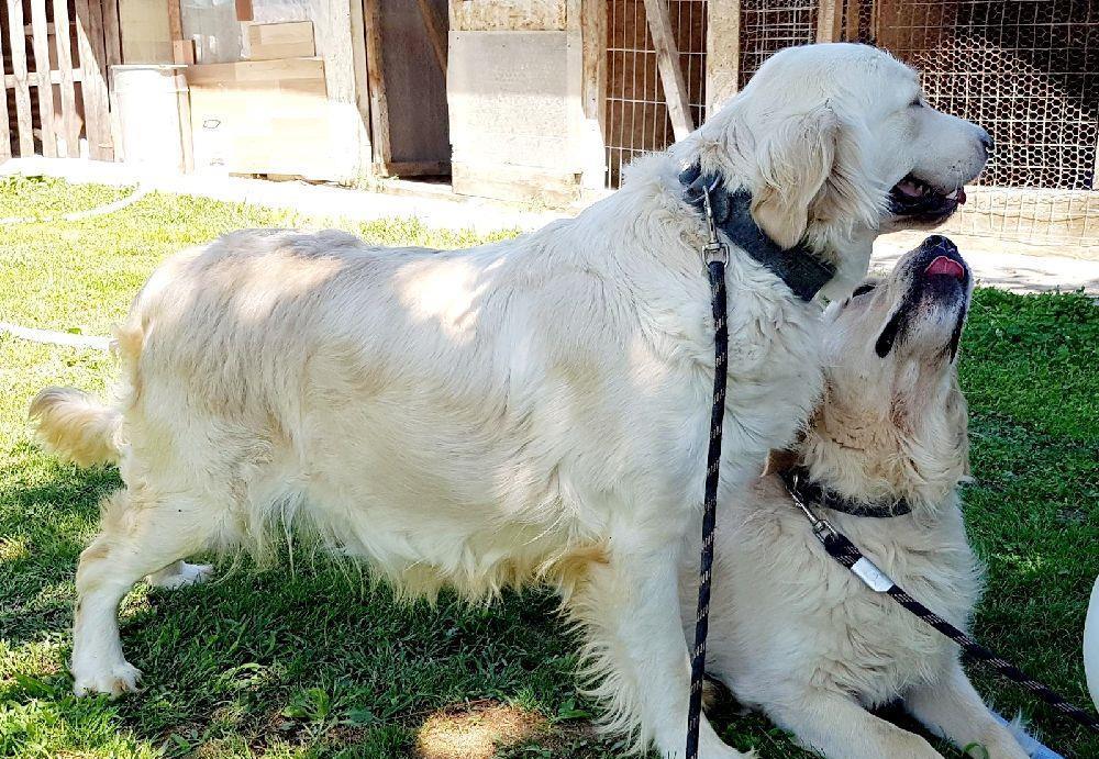 Golden Retriever,cu/fara Pedigree,Canisa!