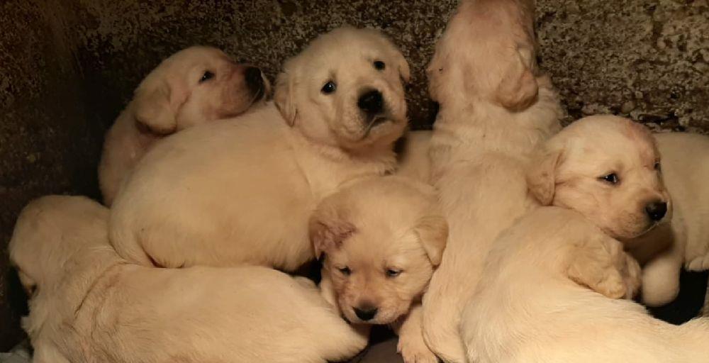 Golden Retriever/Retrivar