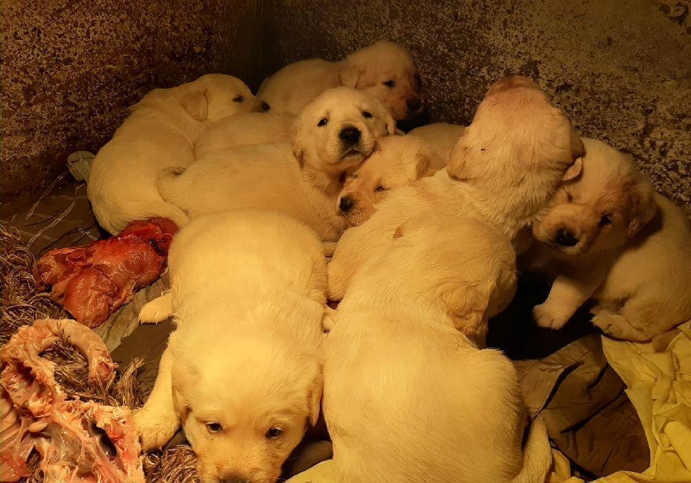 Golden Retriever/Retrivar