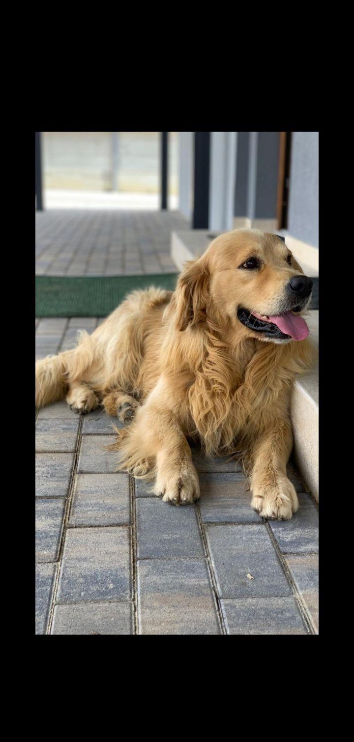 Golden Retriever/Retrivar