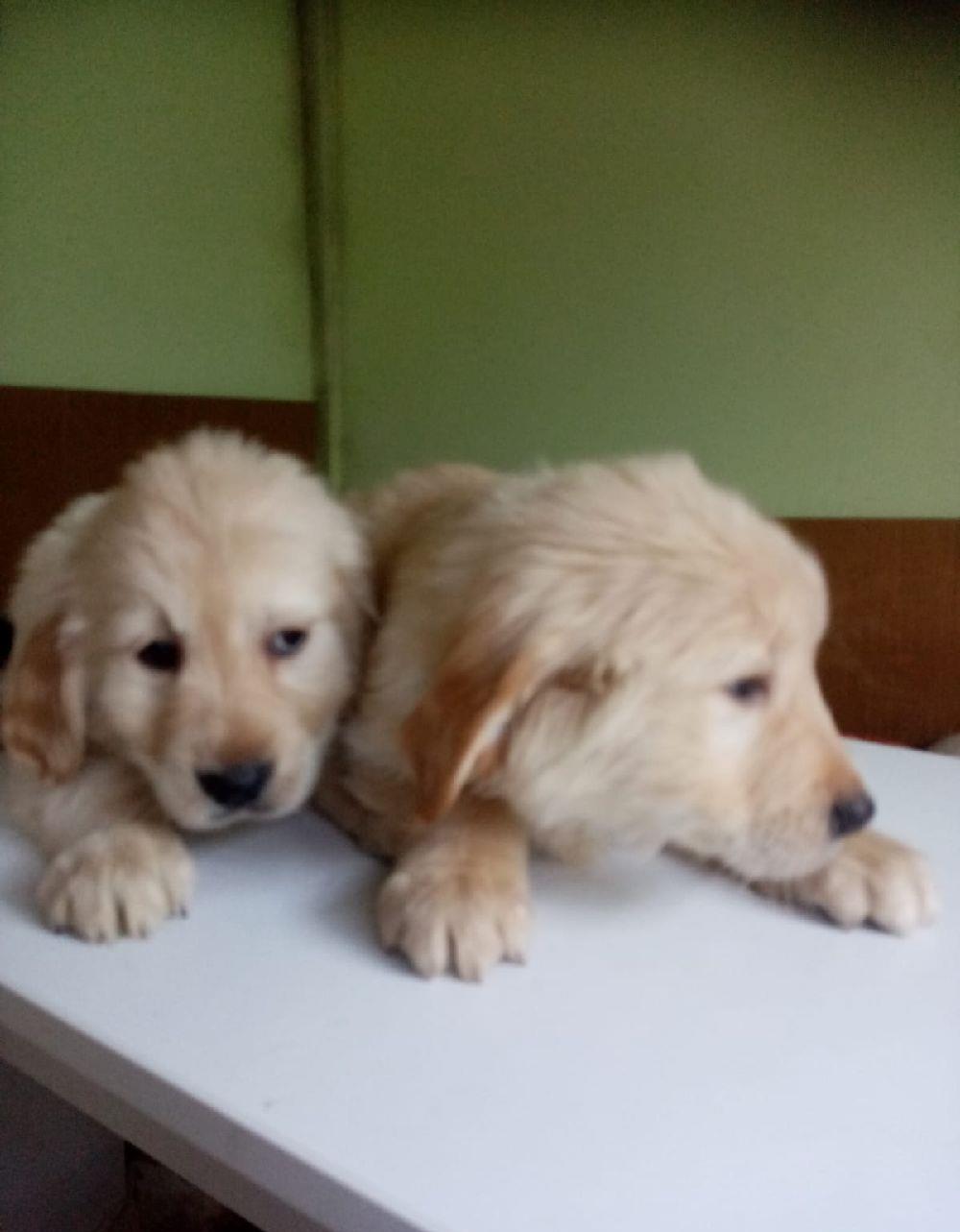 Golden retrivier