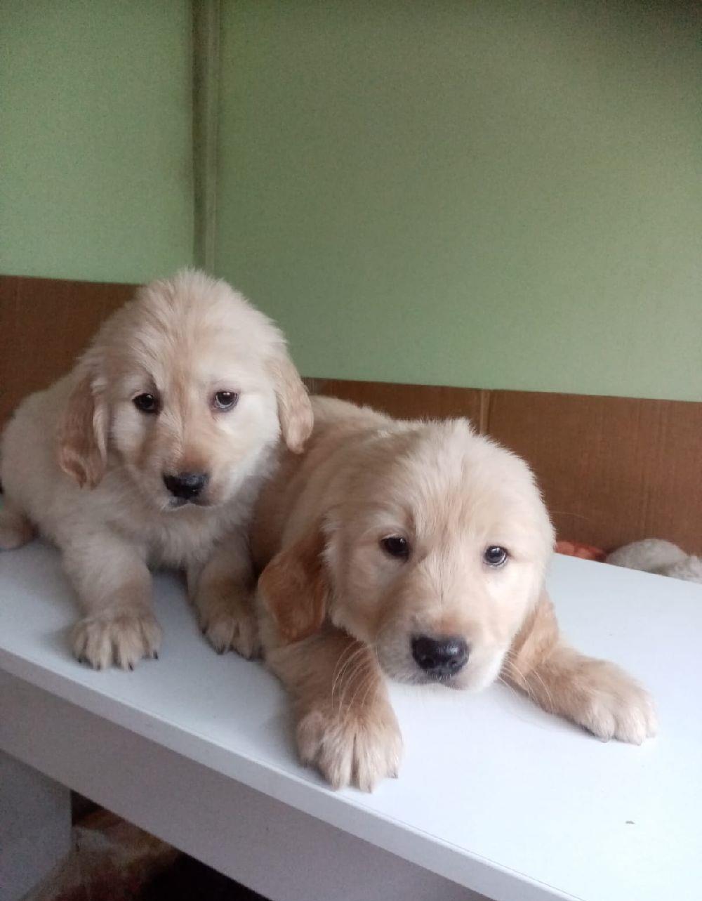 Golden retrivier
