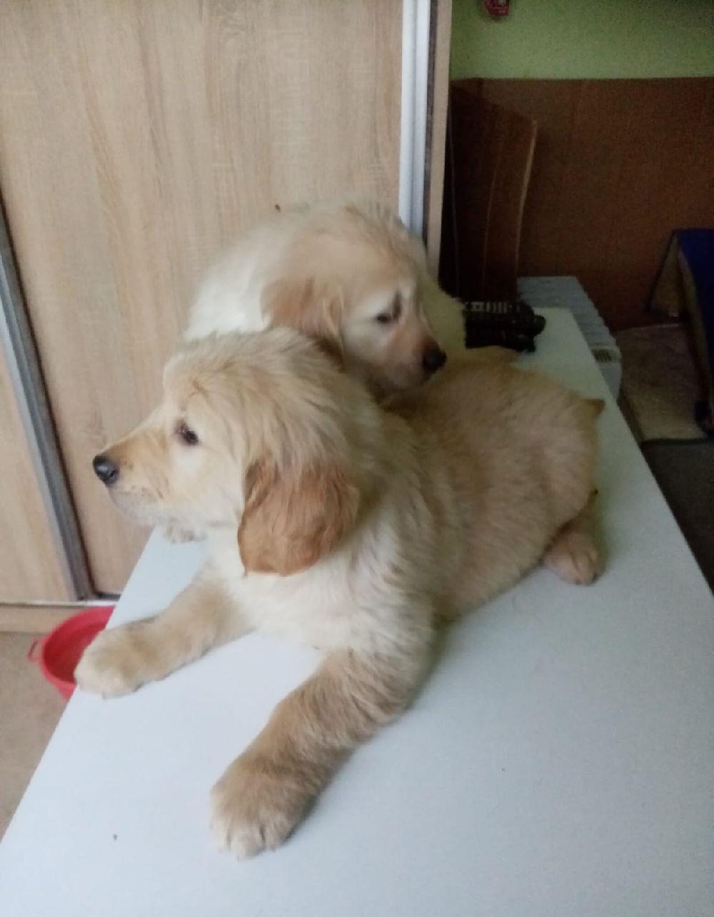 Golden retrivier
