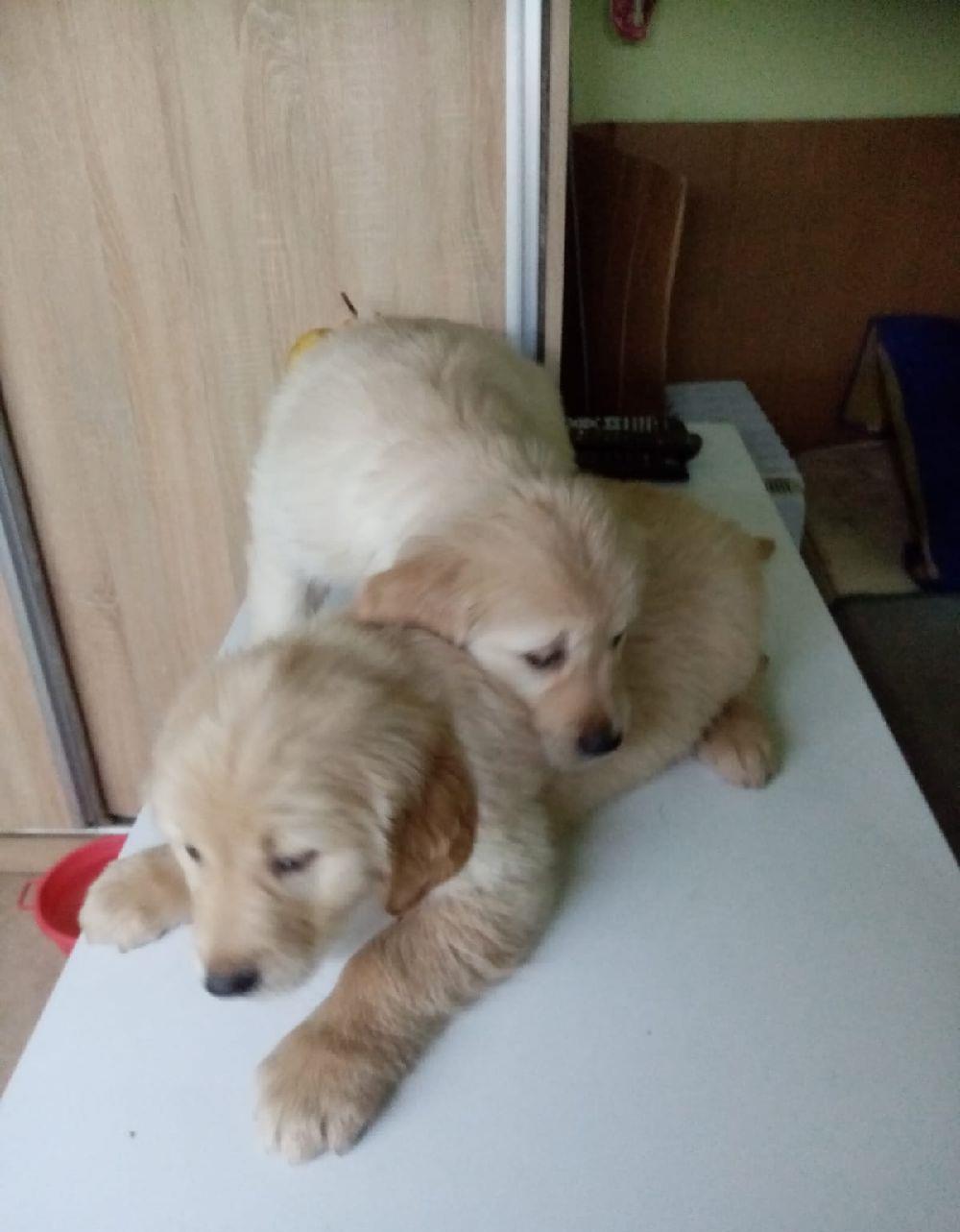 Golden retrivier