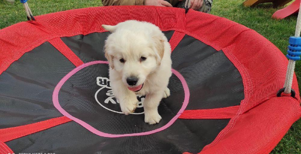 Golden retriviet