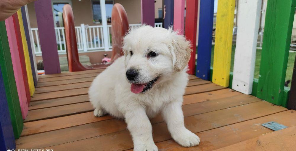 Golden retriviet