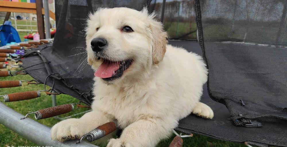 Golden retriviet