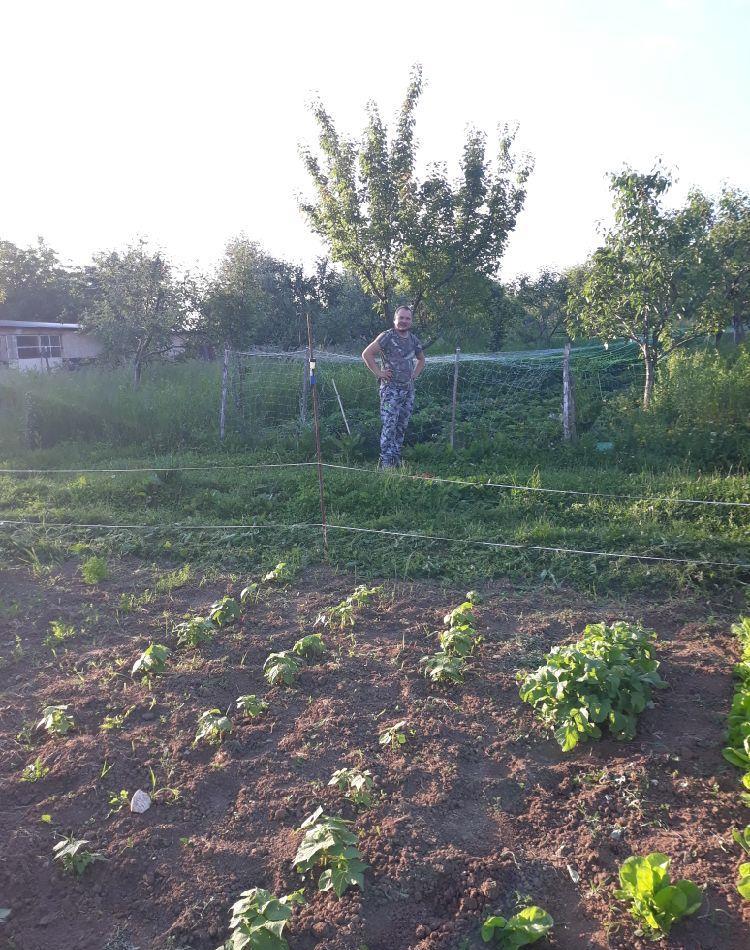 gradina