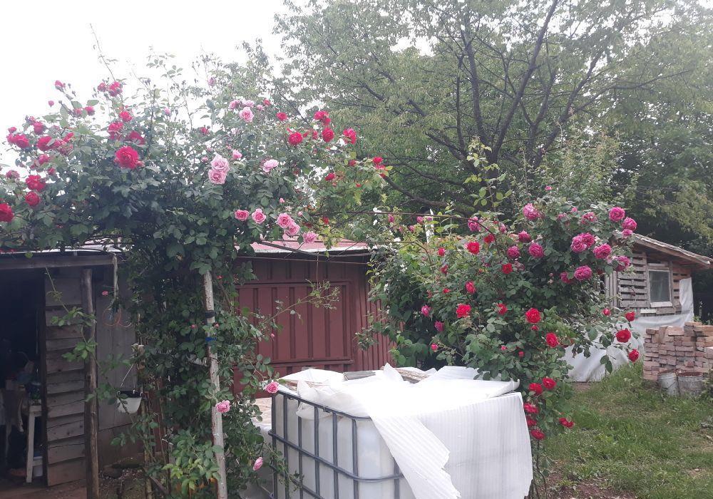 gradina