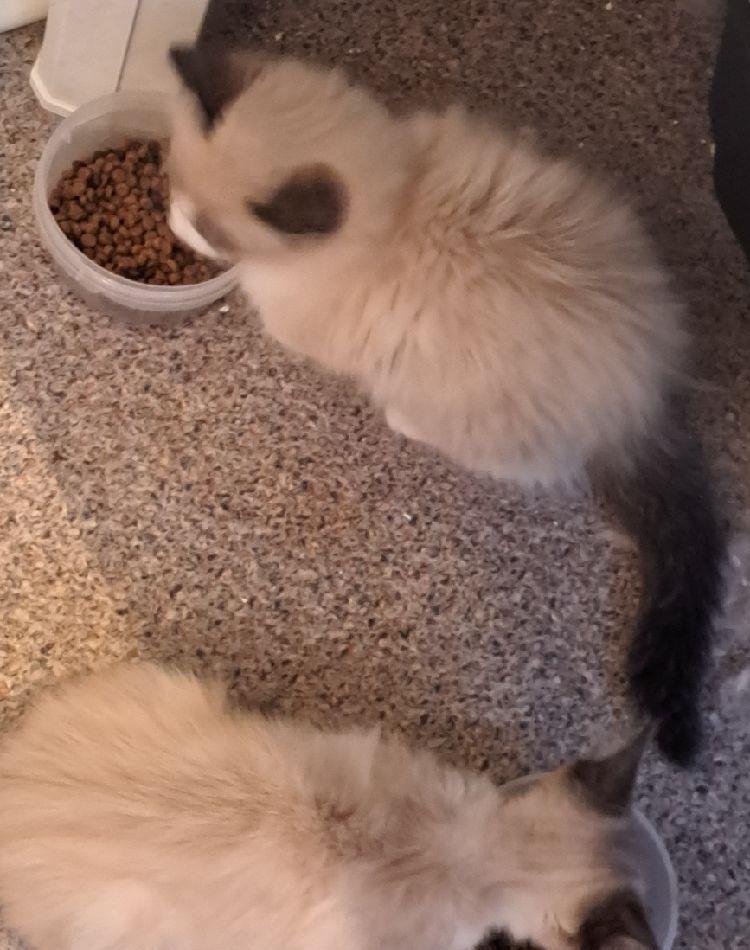 Gratis! Pui de ragdolli bicolori. Urgent!