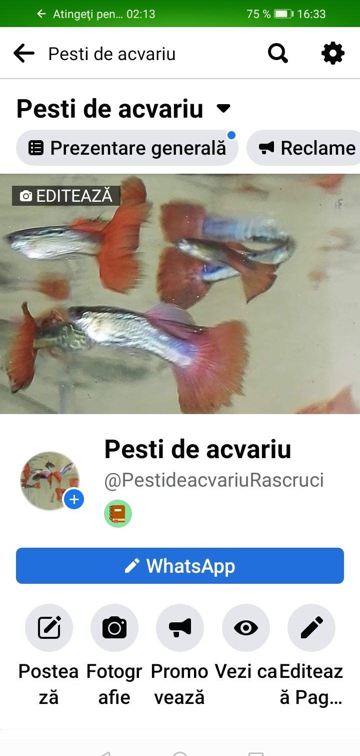 Guppy, en-gros, pești acvariu exotici. Zambile de apa, plante acvariu.