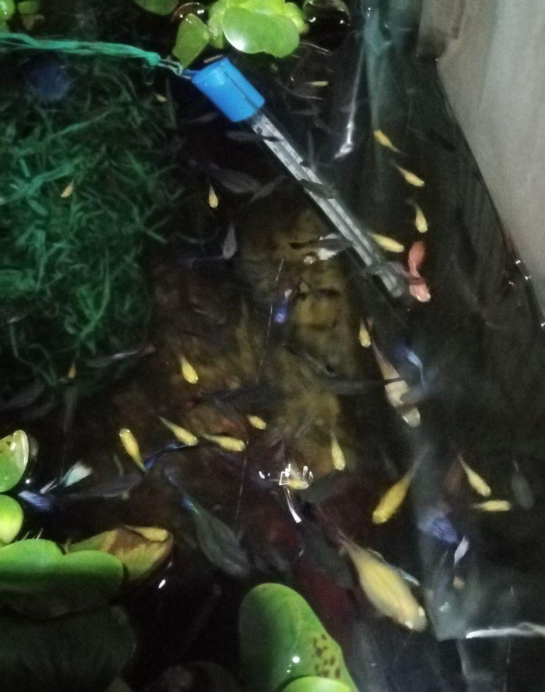 Guppy, en-gros, pești acvariu exotici. Zambile de apa, plante acvariu.