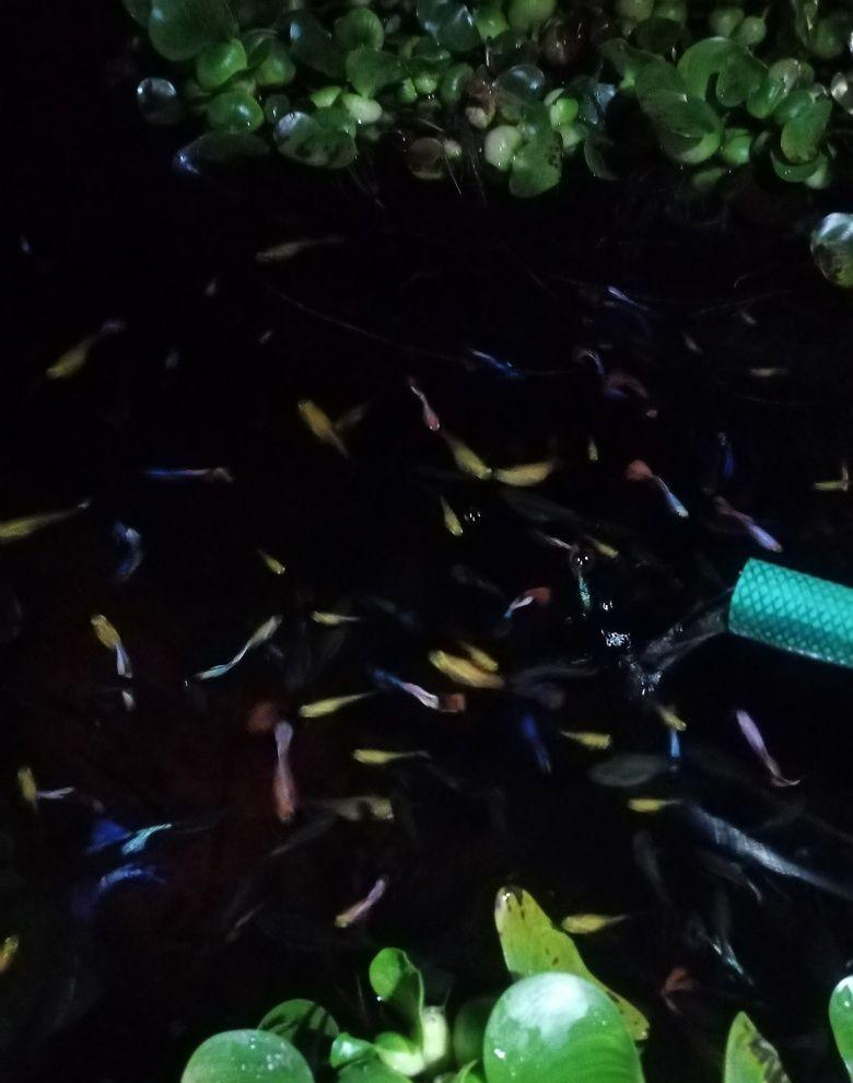 Guppy, en-gros, pești acvariu exotici. Zambile de apa, plante acvariu.