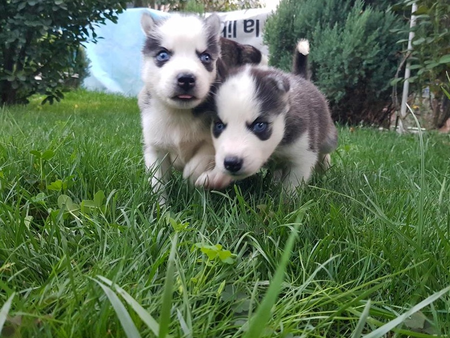Husky