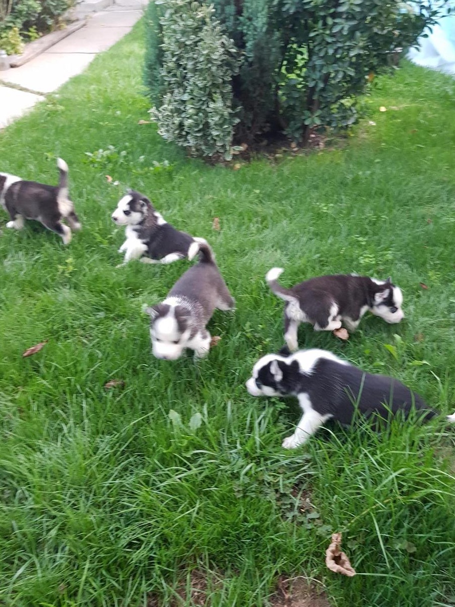 Husky
