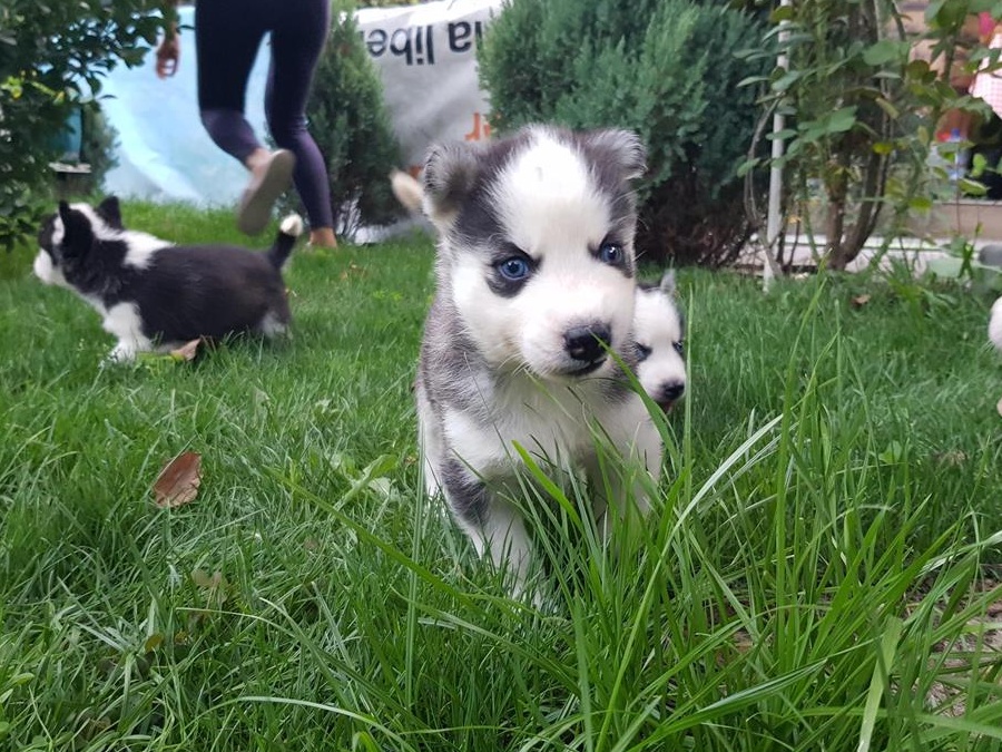 Husky