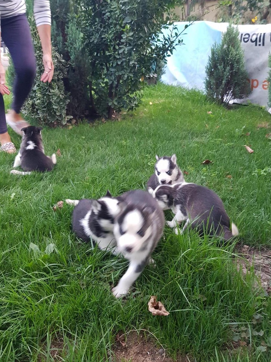 Husky