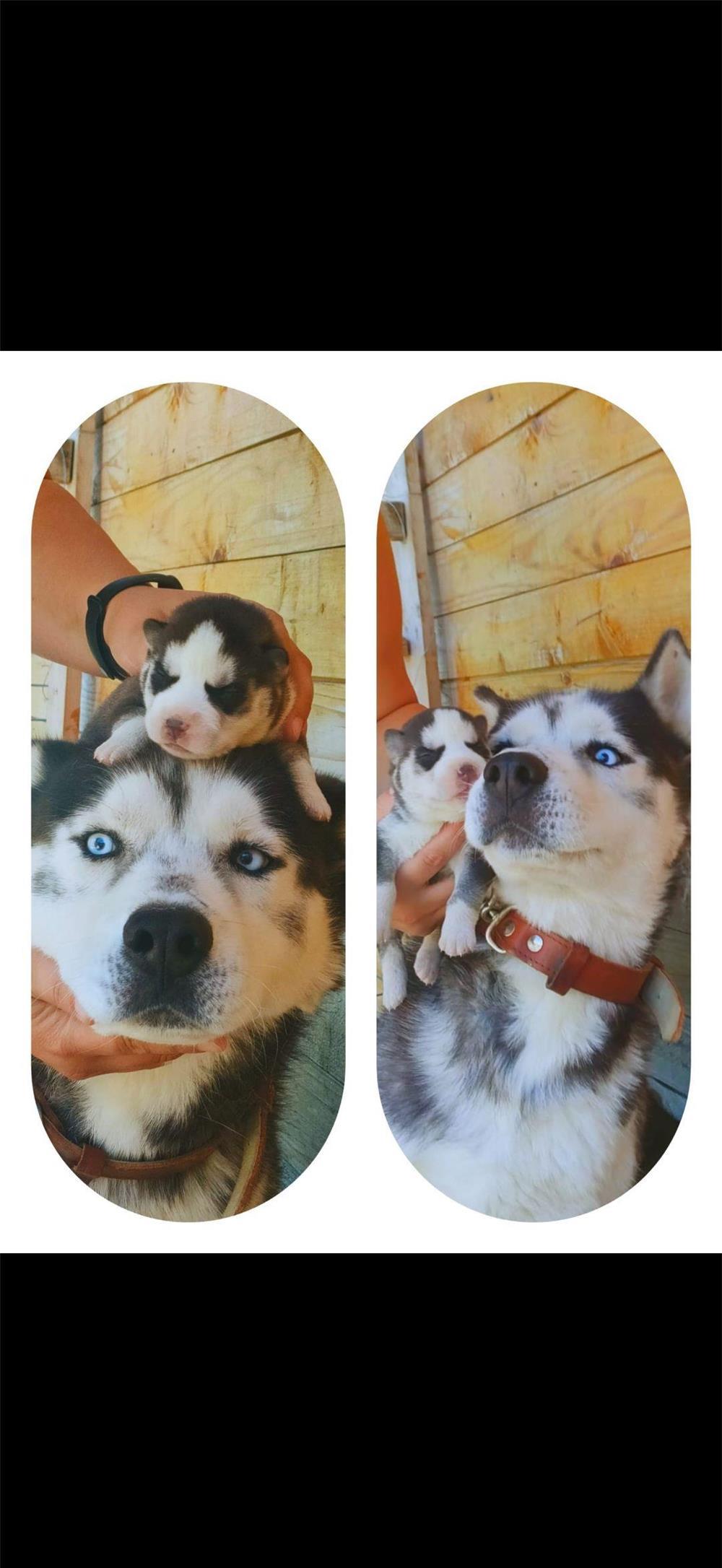 Husky monta