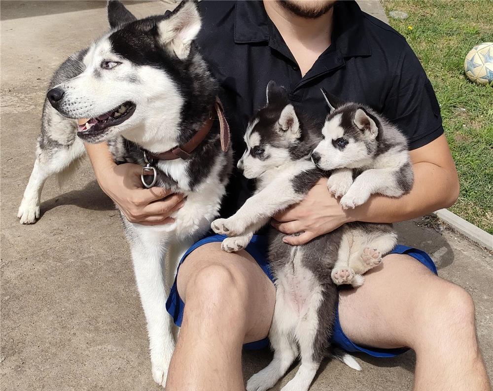 Husky monta
