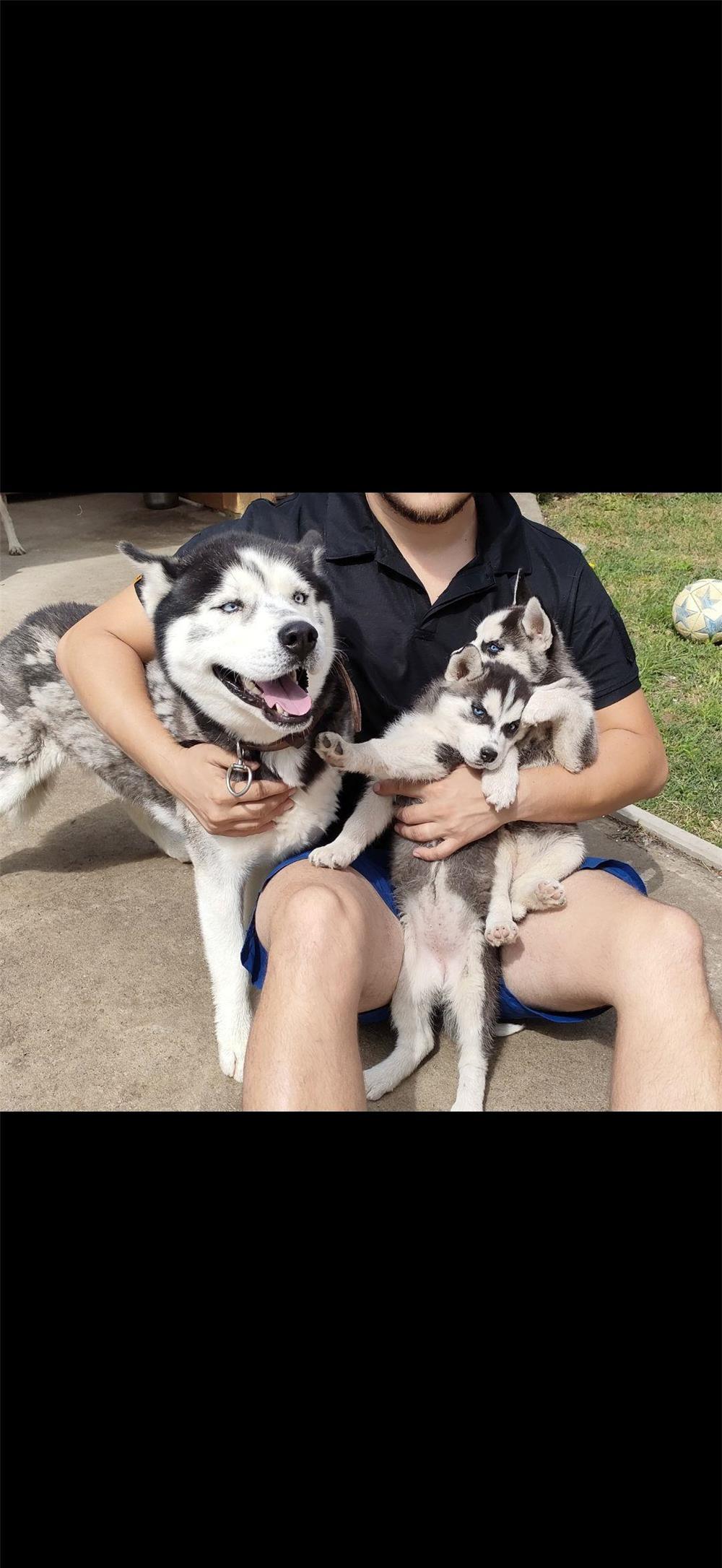 Husky monta