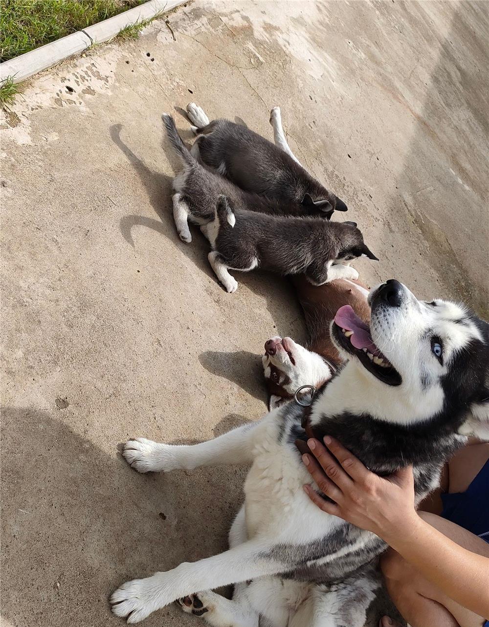 Husky monta