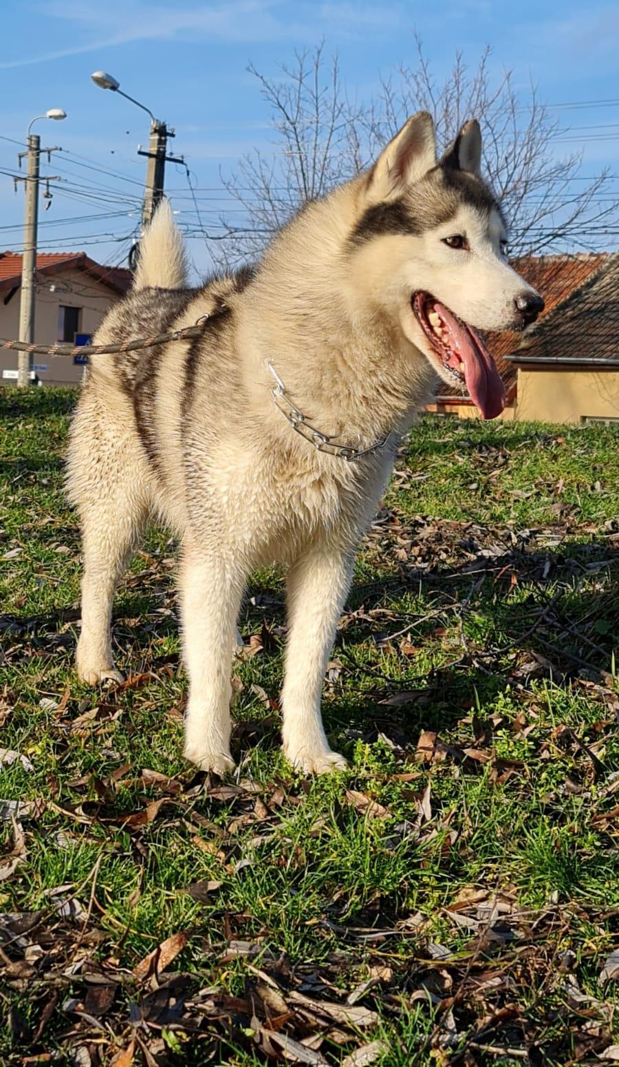 Husky pentru monta