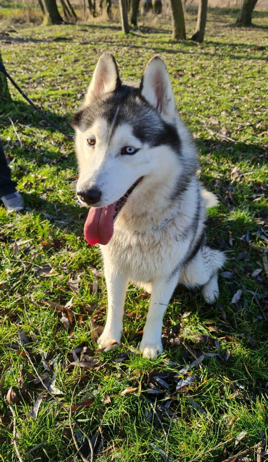 Husky pentru monta