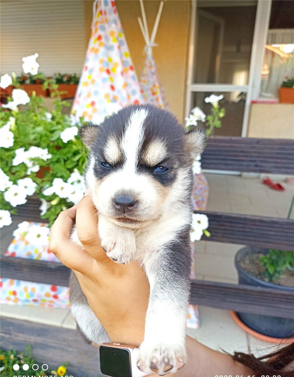 Husky Siberian