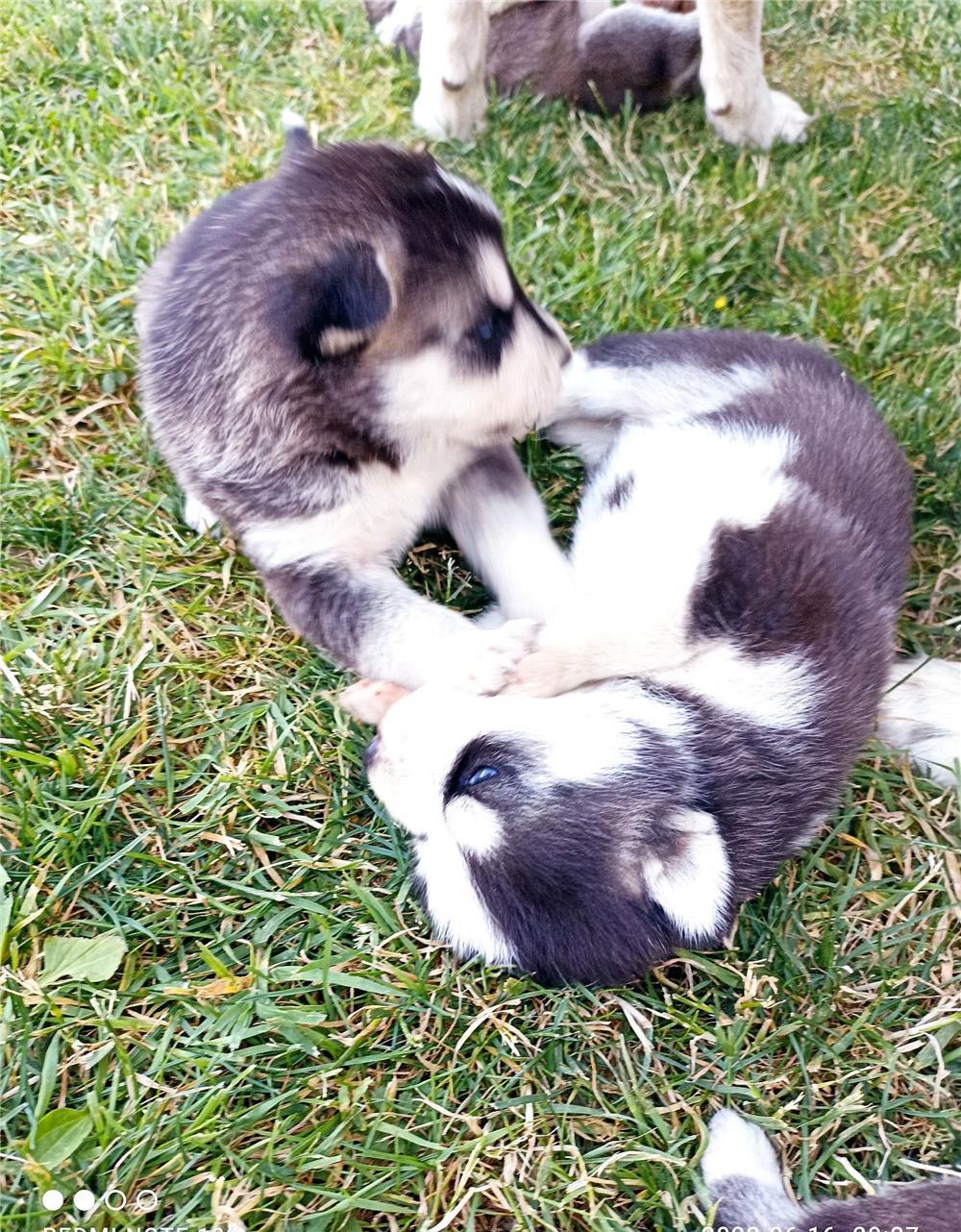 Husky Siberian