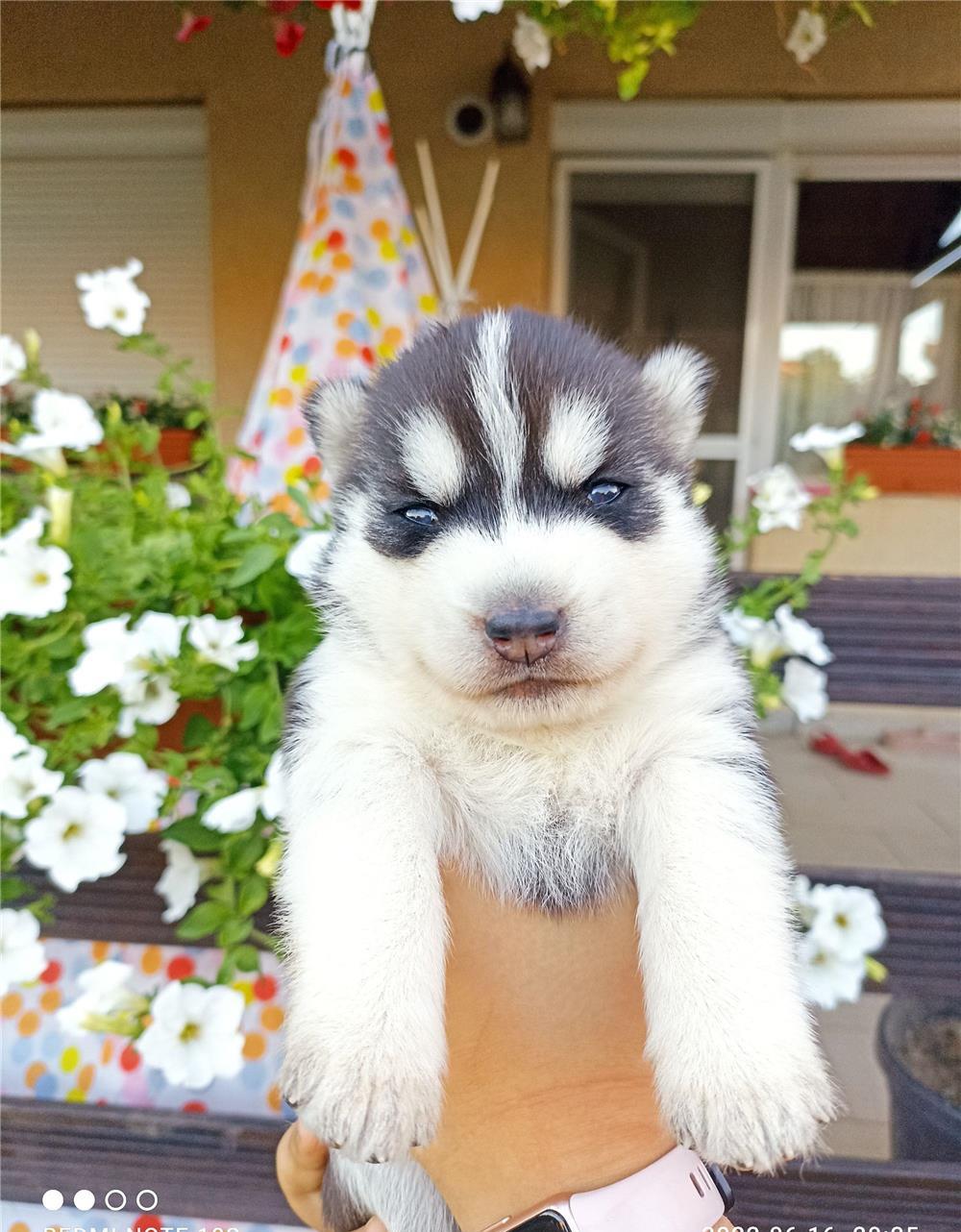 Husky Siberian