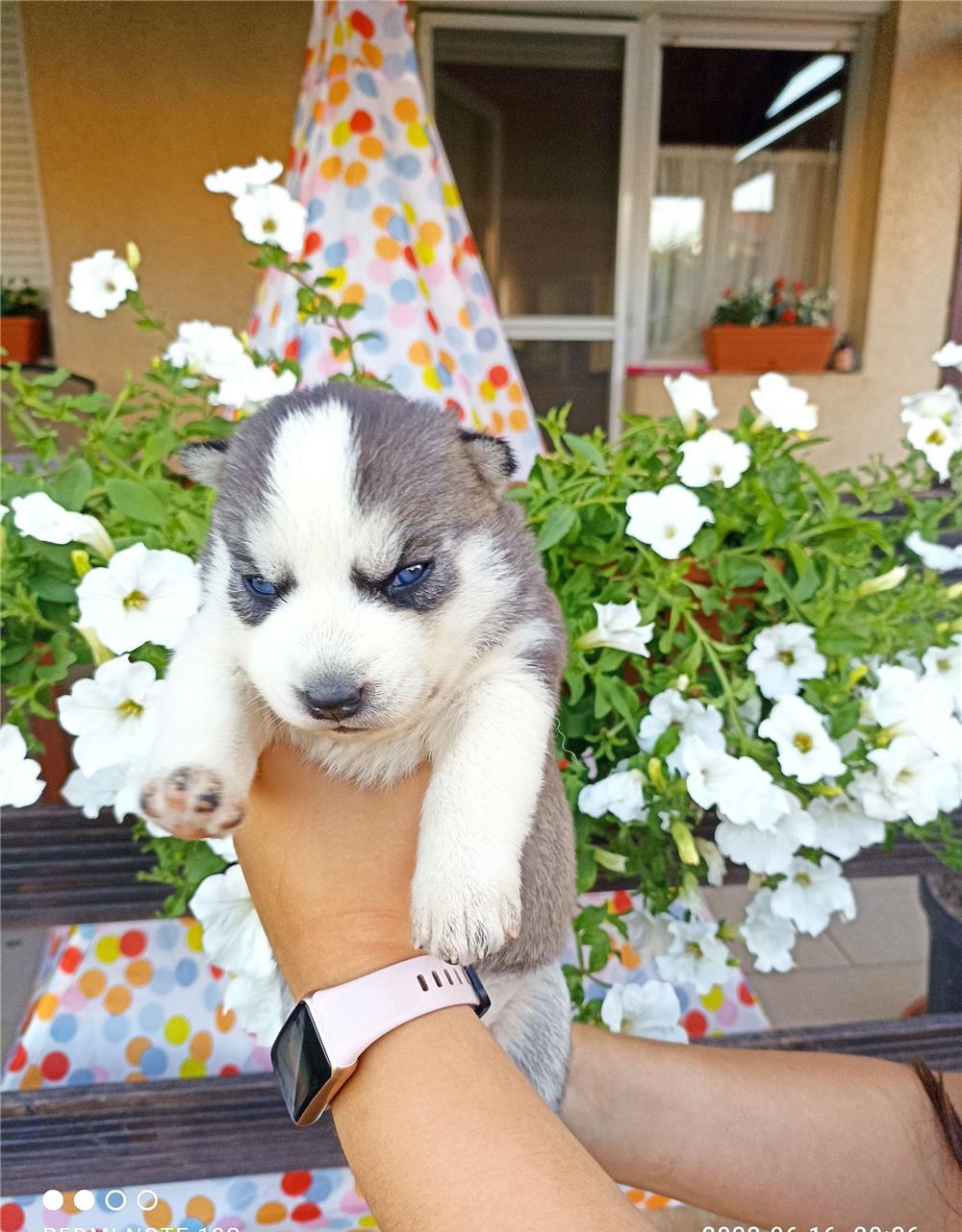 Husky Siberian