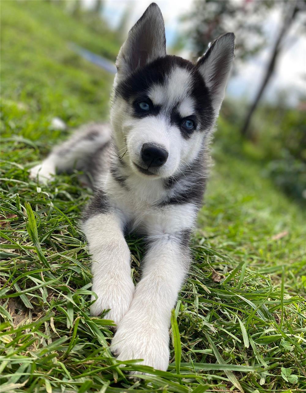 Husky siberian ochi albastrii