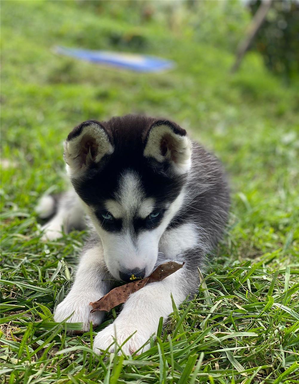 Husky siberian ochi albastrii