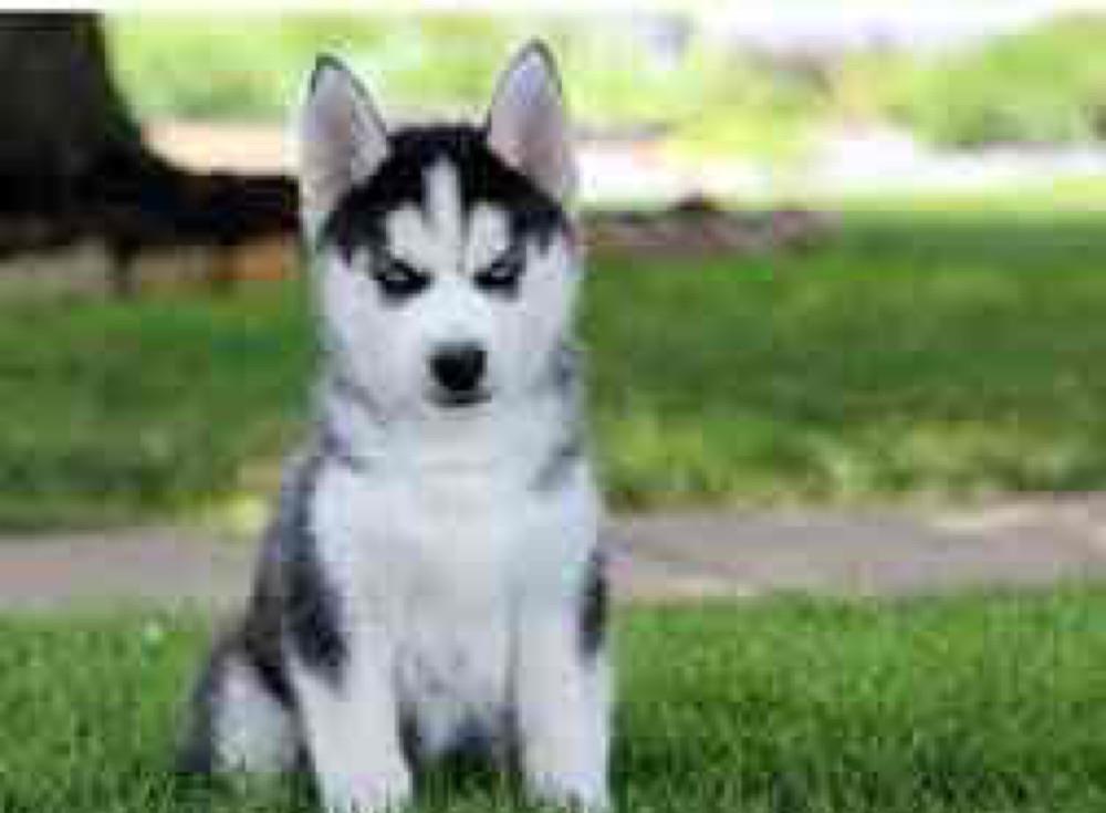 Husky Siberian rasa pura proveniti din linie genetica cu pedigree